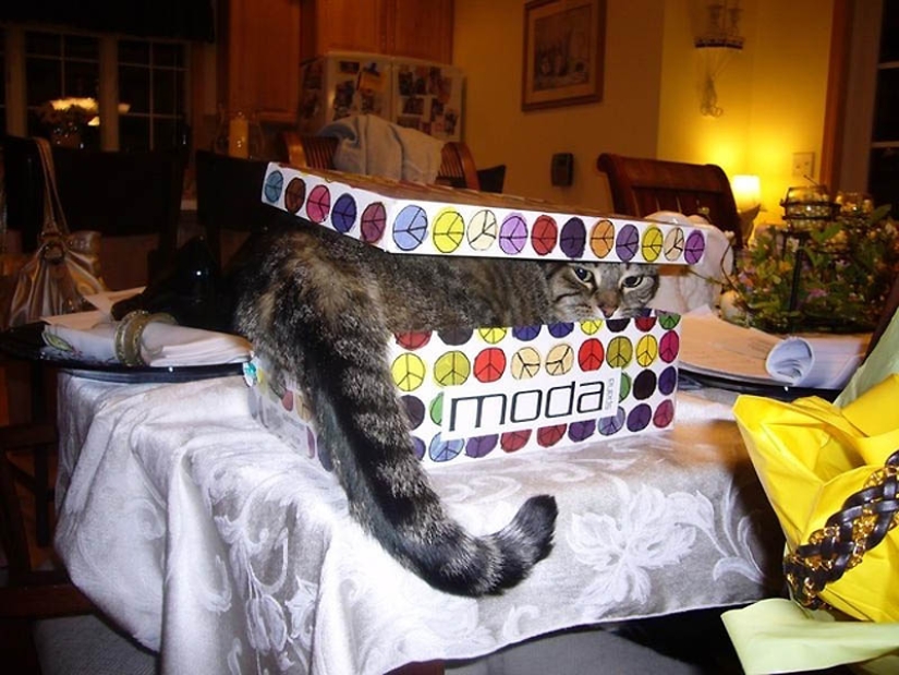 Lugares ideales para relajarse-versión para gatos Lugares ideales para relajarse-versión para gatos