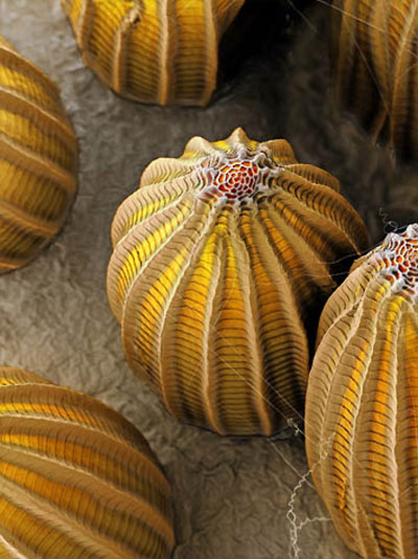 Macrofo – insect eggs