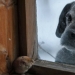 Magical photos of abandoned houses occupied by wild animals Magical photos of abandoned houses occupied by wild animals