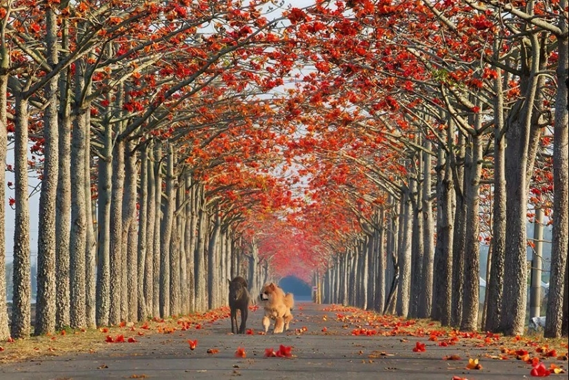 Magical trail leading straight into a fairy tale
