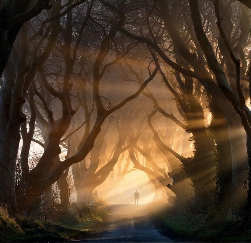 Magical trail leading straight into a fairy tale