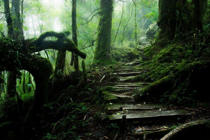 Magical trail leading straight into a fairy tale
