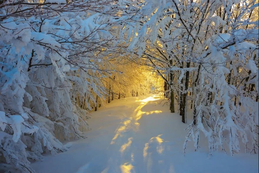 Magical trail leading straight into a fairy tale