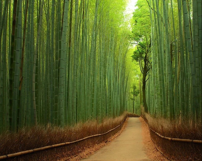 Magical trail leading straight into a fairy tale