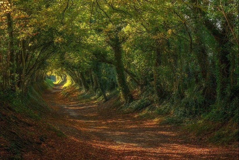 Magical trail leading straight into a fairy tale