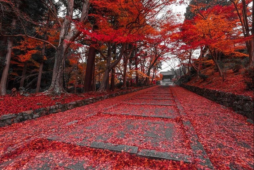 Magical trail leading straight into a fairy tale