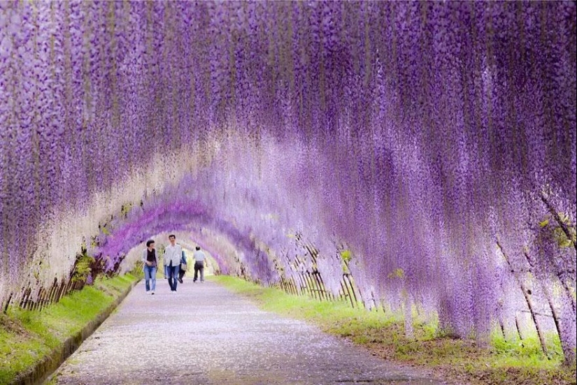 Magical trail leading straight into a fairy tale