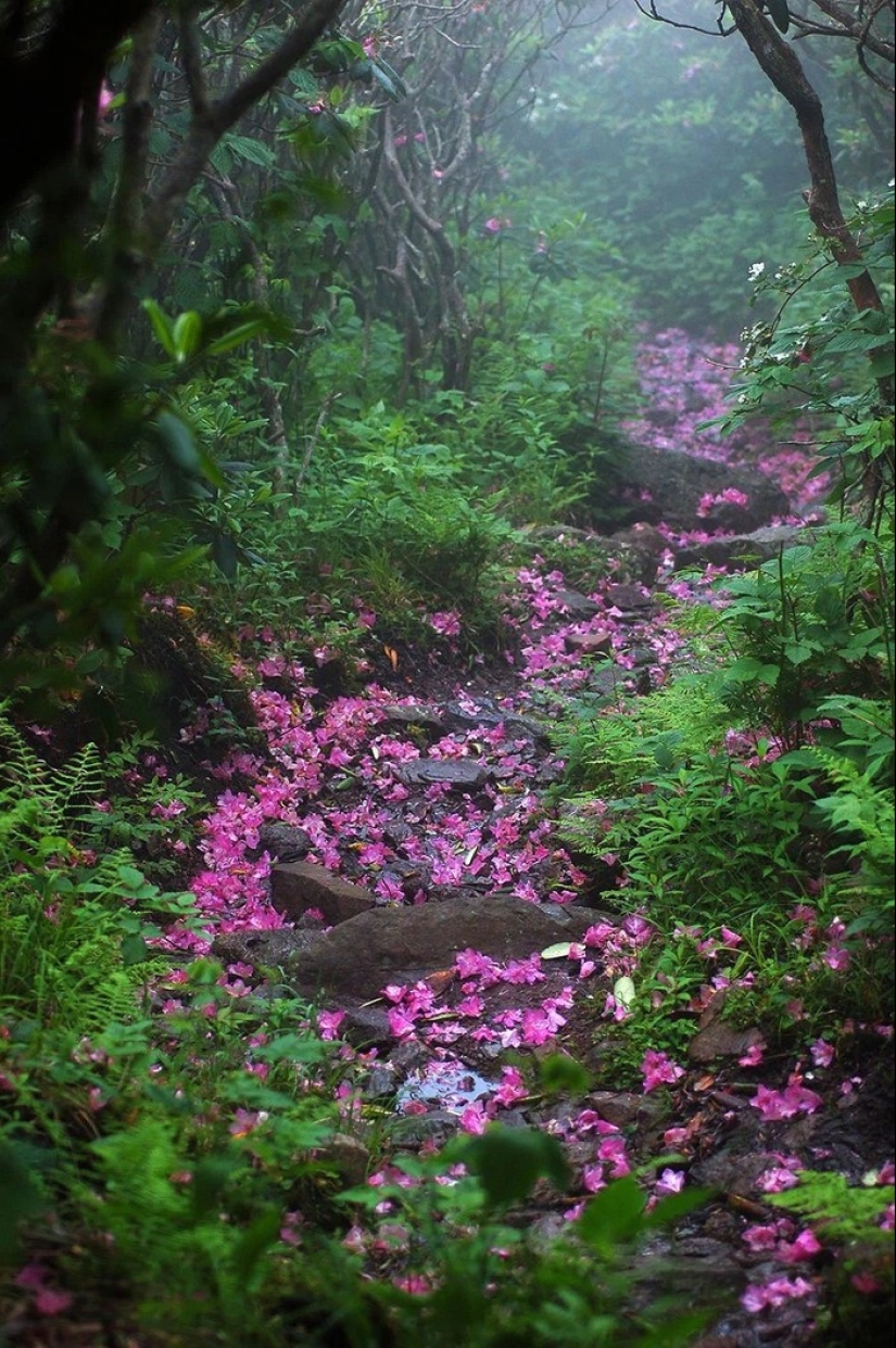 Magical trail leading straight into a fairy tale