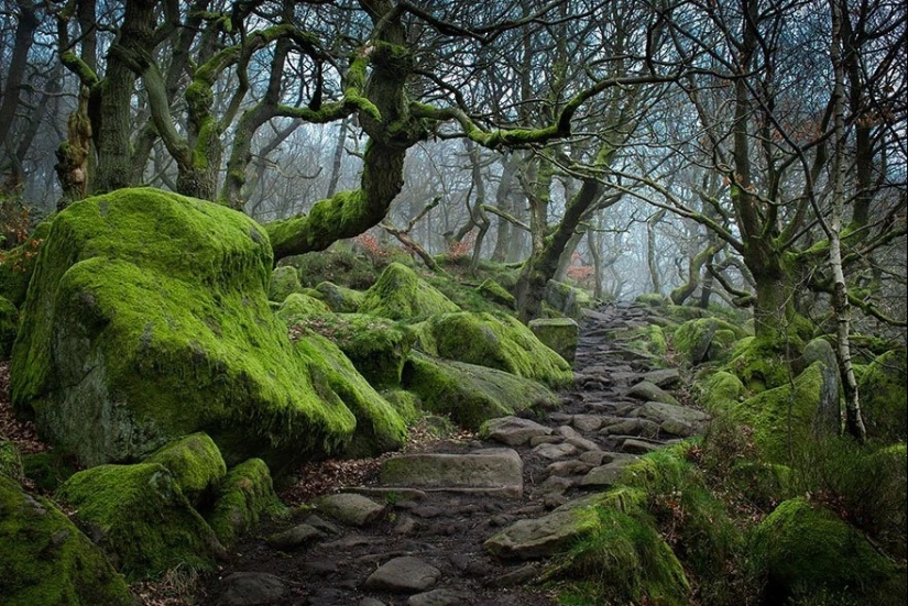 Magical trail leading straight into a fairy tale