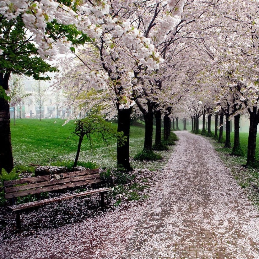 Magical trail leading straight into a fairy tale