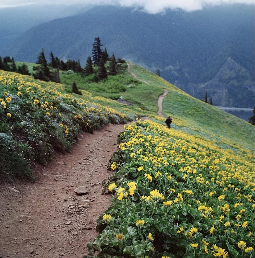 Magical trail leading straight into a fairy tale