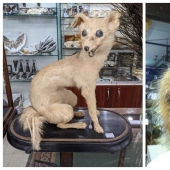 Mala taxidermia - como una forma de arte separada Mala taxidermia - como una forma de arte separada