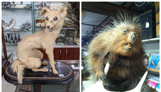 Mala taxidermia - como una forma de arte separada Mala taxidermia - como una forma de arte separada