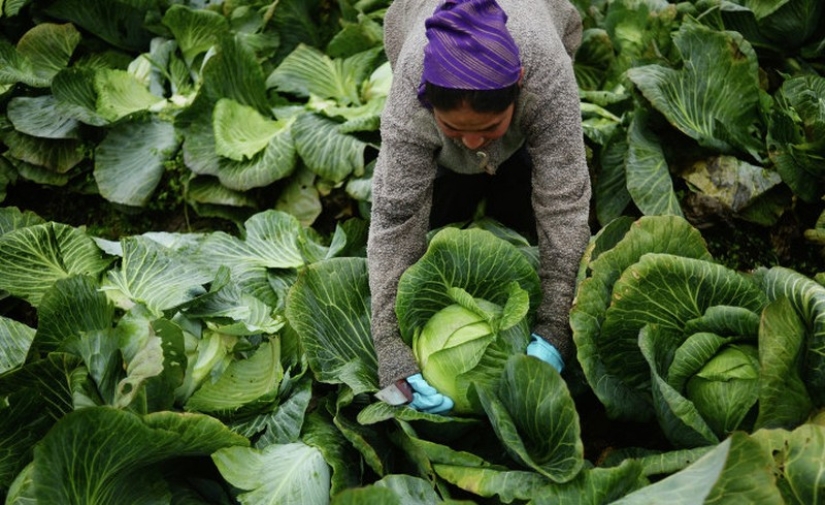Manjares olvidados regresan al seno de la alta cocina rusa Manjares olvidados regresan al seno de la alta cocina rusa