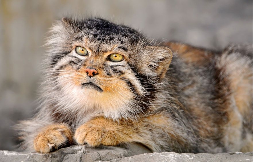 Manul es el gato más expresivo del mundo