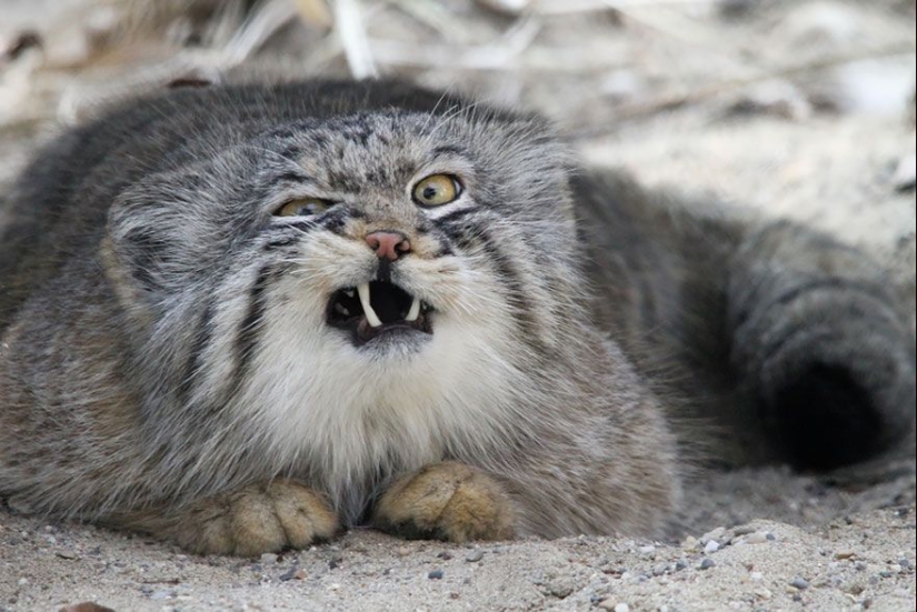 Manul es el gato más expresivo del mundo