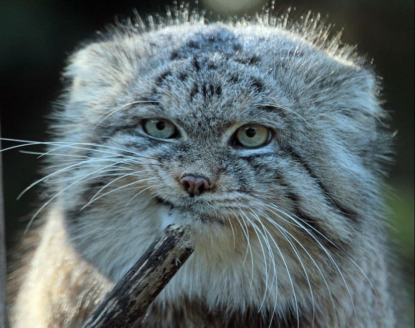 Manul is the most expressive cat in the world
