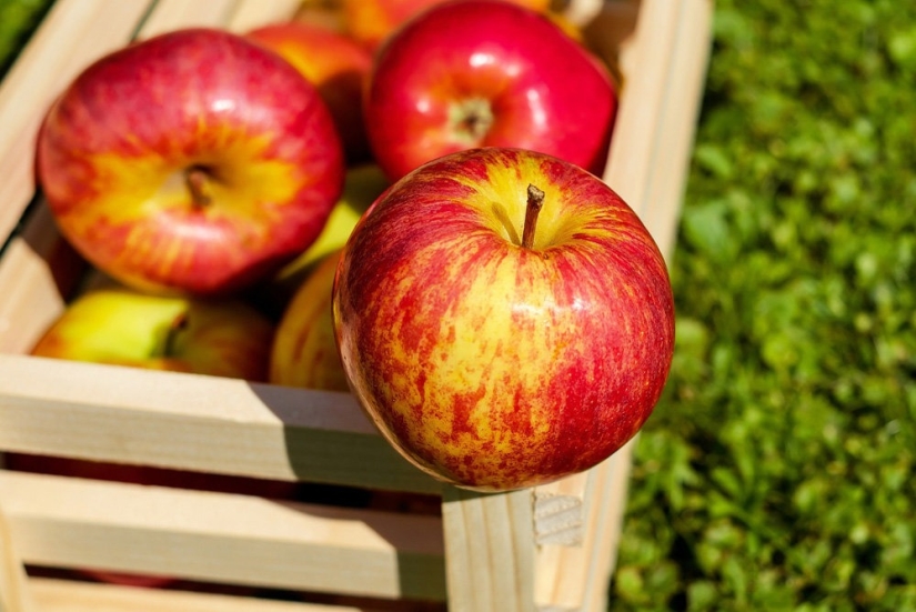 Manzanas rejuvenecedoras: los expertos han nombrado productos que reducen la edad biológica Manzanas rejuvenecedoras: los expertos han nombrado productos que reducen la edad biológica