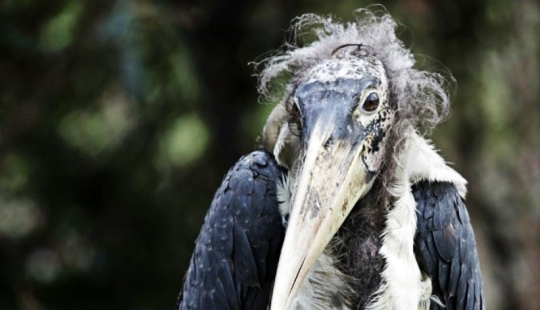 Marabou — how the monstrous stork replaces pigeons and rats