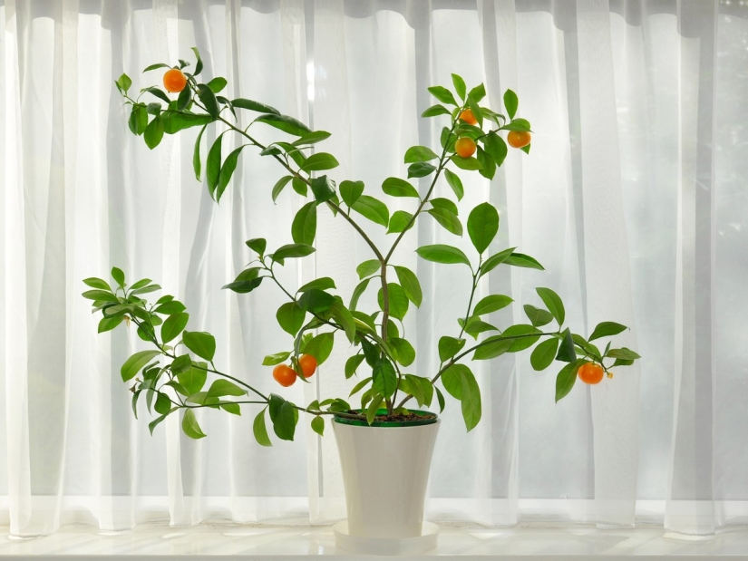 Maracuyá, limones, higos y otras frutas que puedes cultivar en tu apartamento o en el trabajo