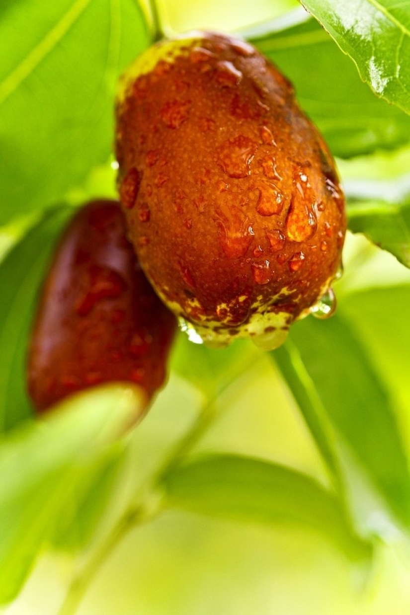 Maracuyá, limones, higos y otras frutas que puedes cultivar en tu apartamento o en el trabajo