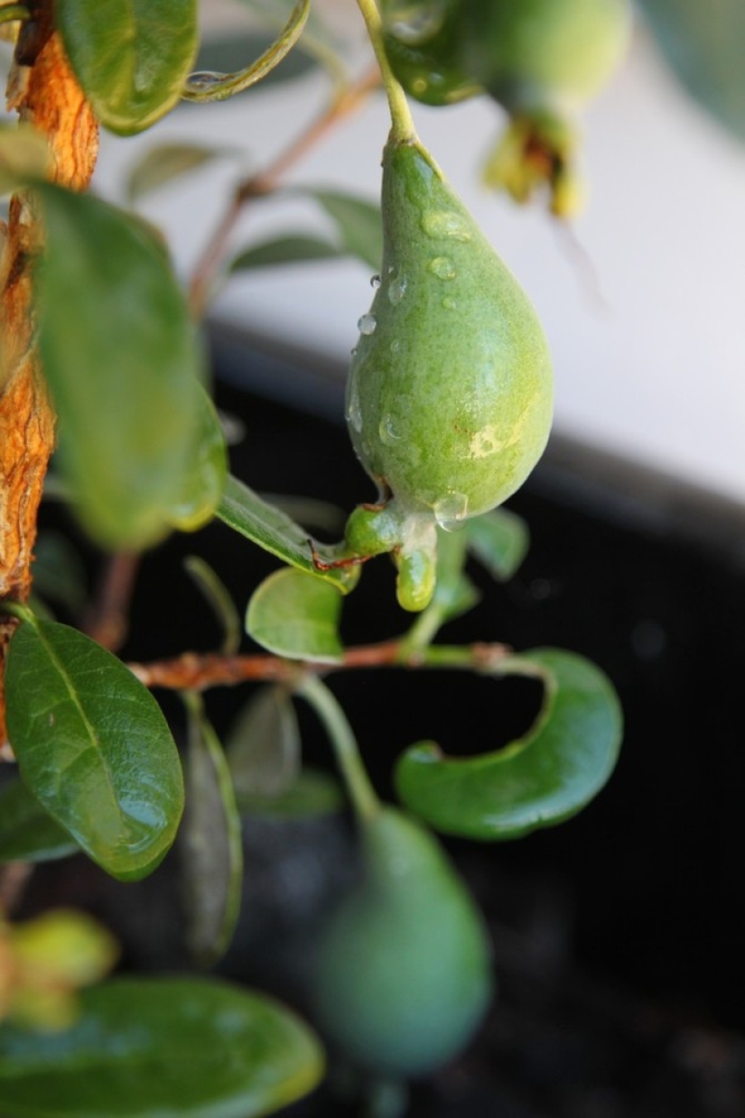 Maracuyá, limones, higos y otras frutas que puedes cultivar en tu apartamento o en el trabajo