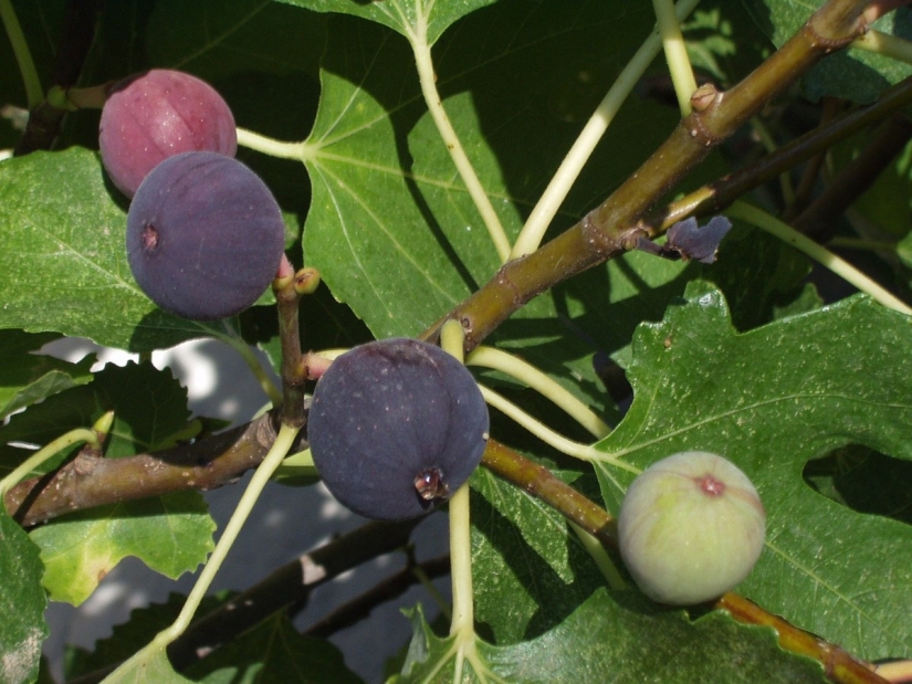Maracuyá, limones, higos y otras frutas que puedes cultivar en tu apartamento o en el trabajo