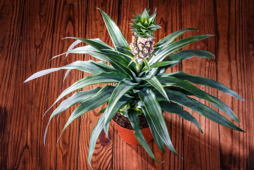 Maracuyá, limones, higos y otras frutas que puedes cultivar en tu apartamento o en el trabajo