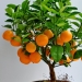 Maracuyá, limones, higos y otras frutas que puedes cultivar en tu apartamento o en el trabajo Maracuyá, limones, higos y otras frutas que puedes cultivar en tu apartamento o en el trabajo