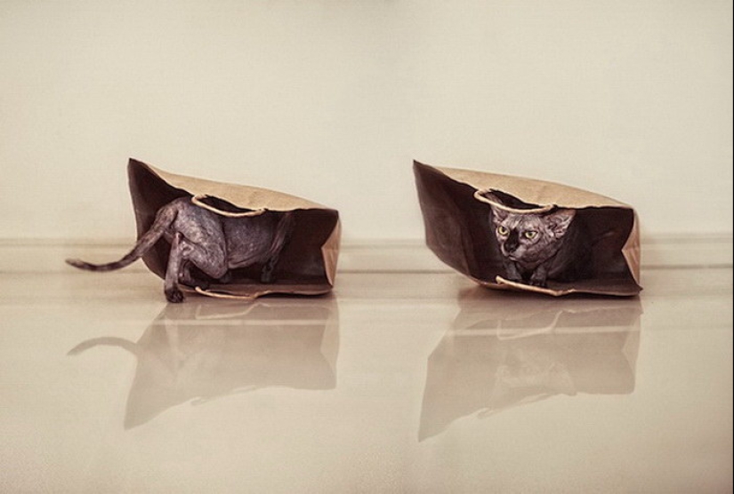 Maravillosa esfinge gatos en fotos por Serena Hodson Maravillosa esfinge gatos en fotos por Serena Hodson