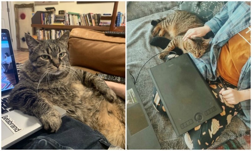 "Master, stop working!": 30 furry assistants in quarantine