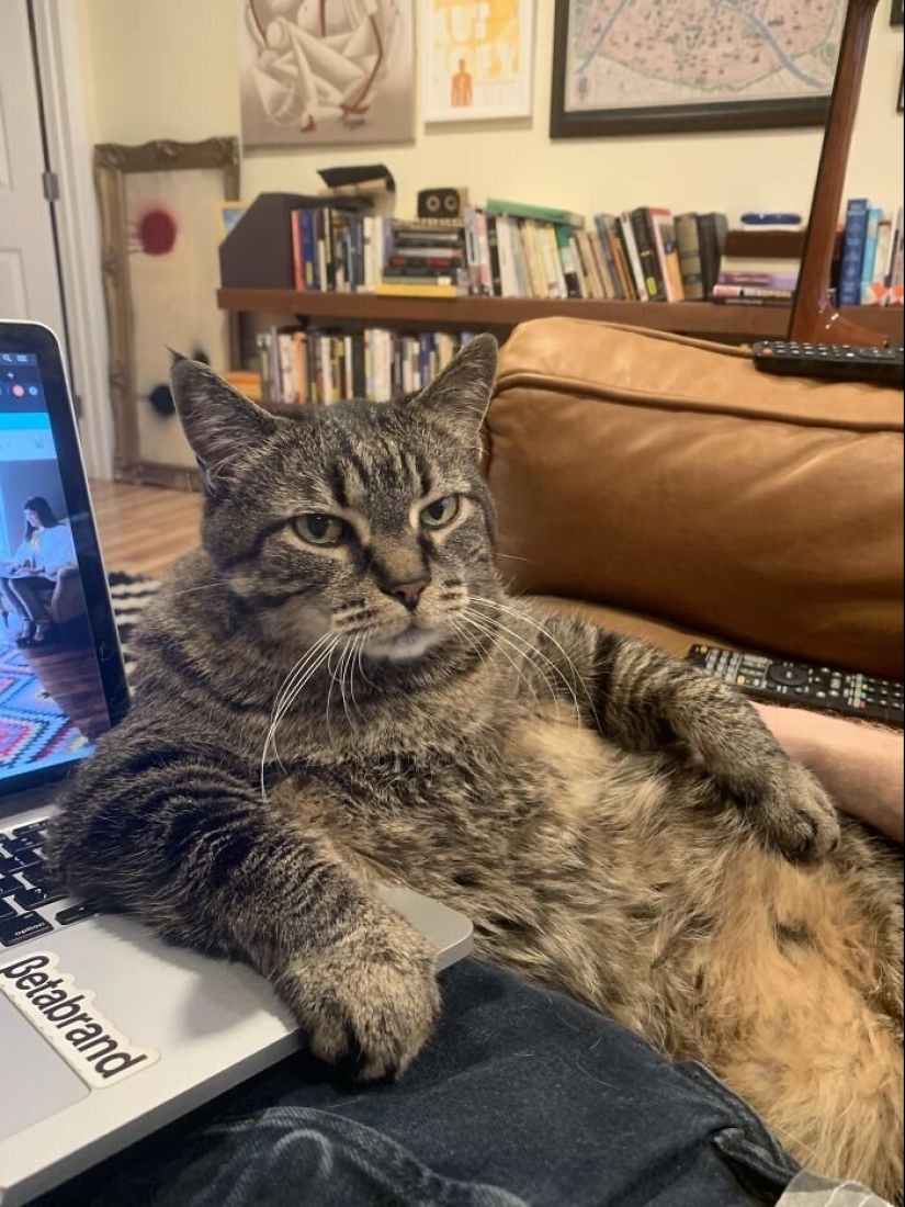 "Master, stop working!": 30 furry assistants in quarantine