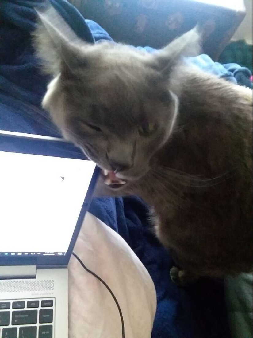 "Master, stop working!": 30 furry assistants in quarantine
