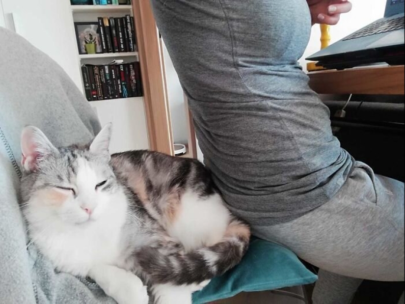 "Master, stop working!": 30 furry assistants in quarantine