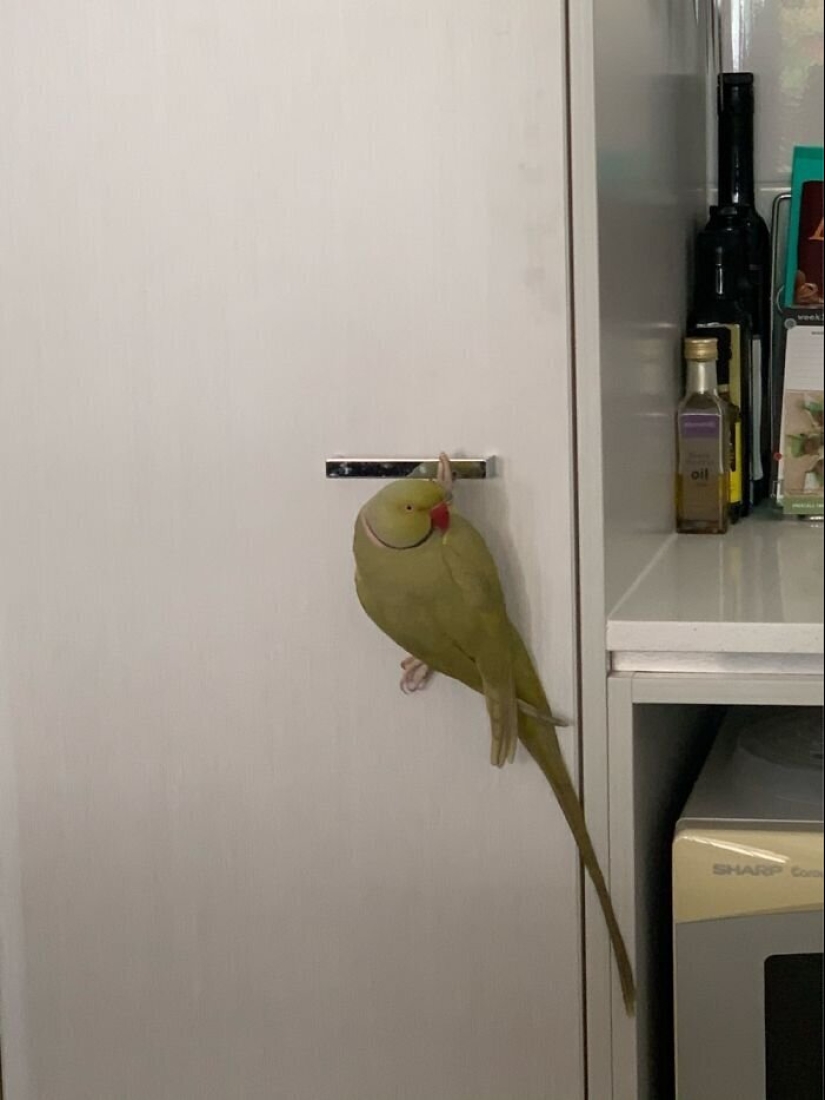"Master, stop working!": 30 furry assistants in quarantine