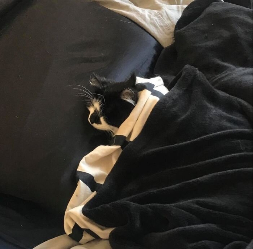 "Master, stop working!": 30 furry assistants in quarantine