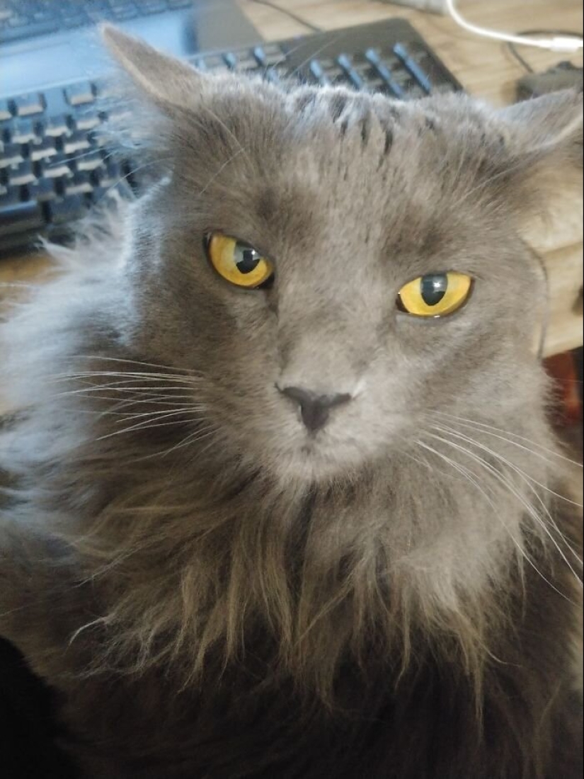 "Master, stop working!": 30 furry assistants in quarantine