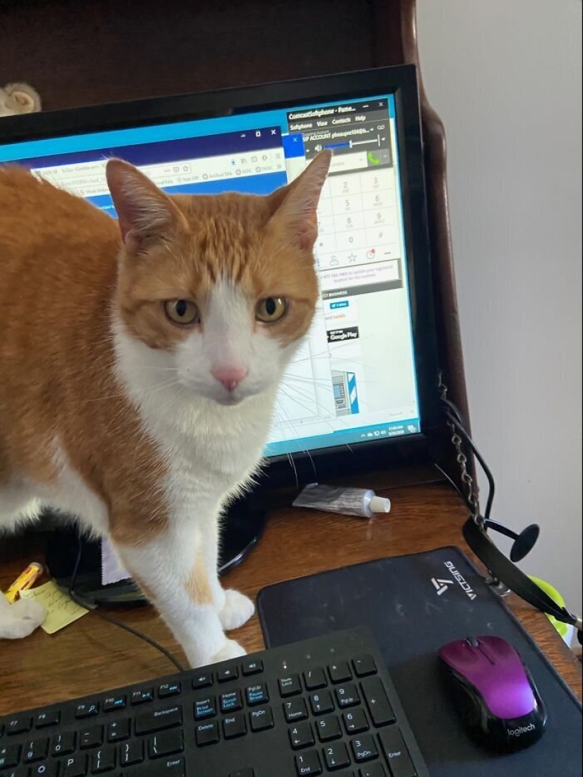 "Master, stop working!": 30 furry assistants in quarantine