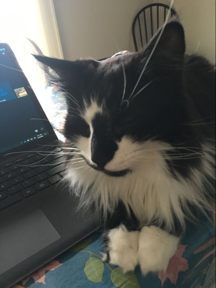 "Master, stop working!": 30 furry assistants in quarantine