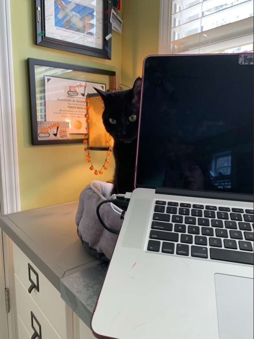 "Master, stop working!": 30 furry assistants in quarantine