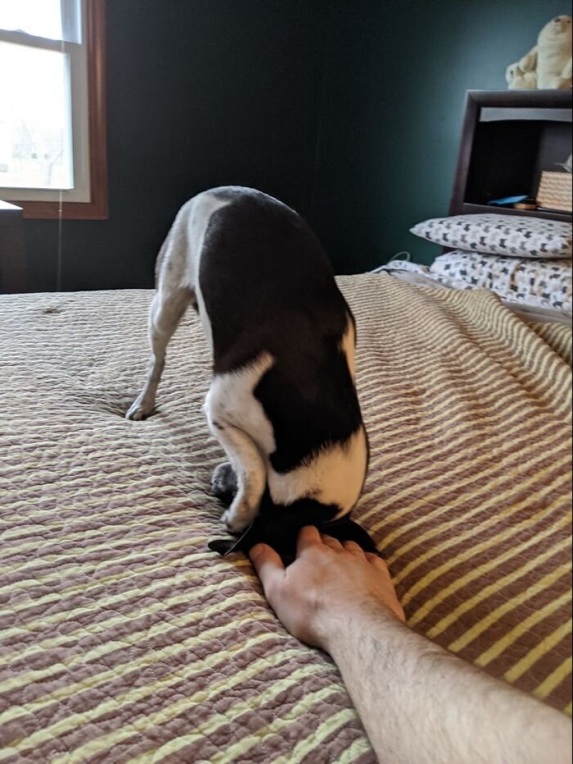 "Master, stop working!": 30 furry assistants in quarantine