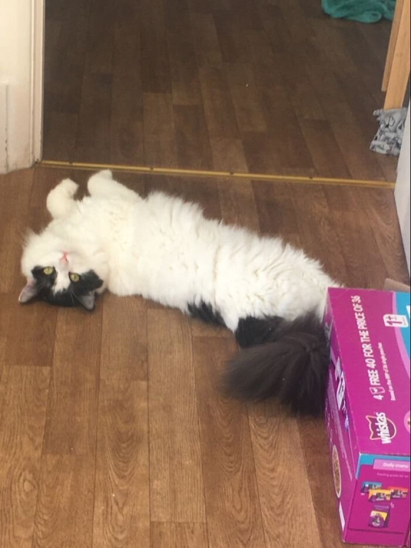 "Master, stop working!": 30 furry assistants in quarantine