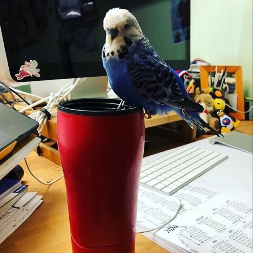 "Master, stop working!": 30 furry assistants in quarantine