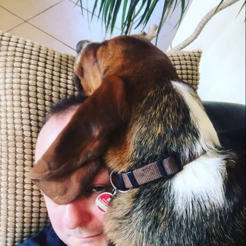 "Master, stop working!": 30 furry assistants in quarantine