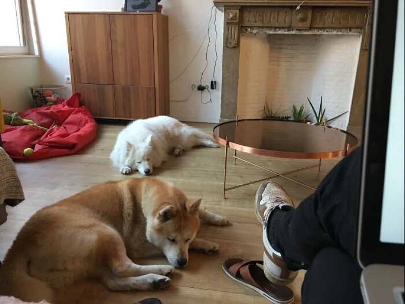 "Master, stop working!": 30 furry assistants in quarantine