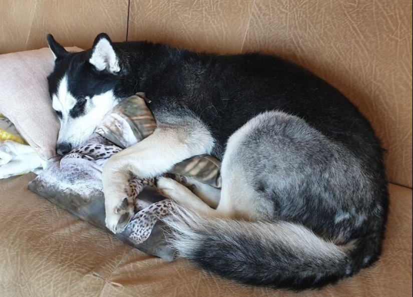 "Master, stop working!": 30 furry assistants in quarantine