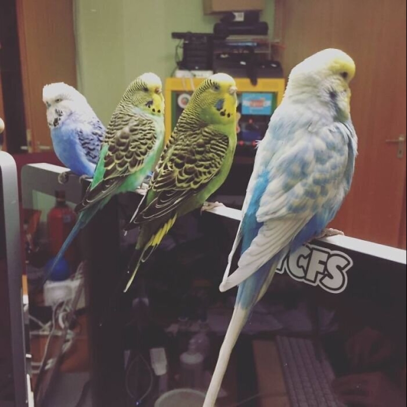 "Master, stop working!": 30 furry assistants in quarantine