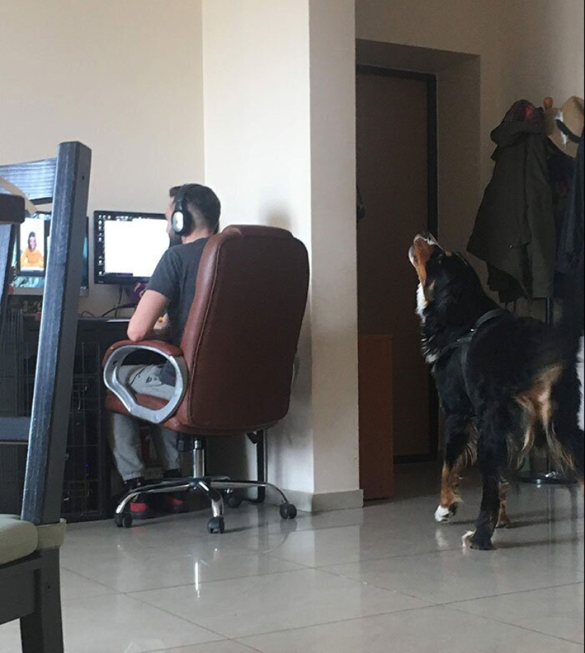 "Master, stop working!": 30 furry assistants in quarantine