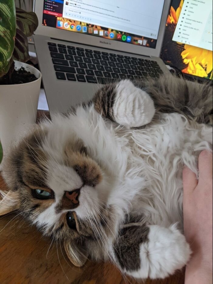 "Master, stop working!": 30 furry assistants in quarantine