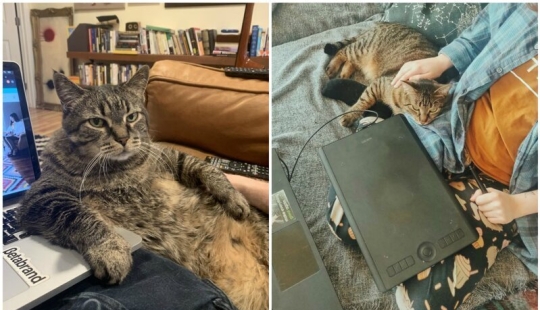 "Master, stop working!": 30 furry assistants in quarantine "Master, stop working!": 30 furry assistants in quarantine